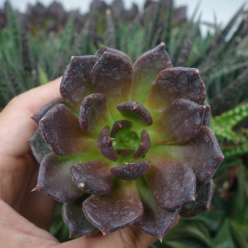 ECHEVERIA BLACK PRINCE