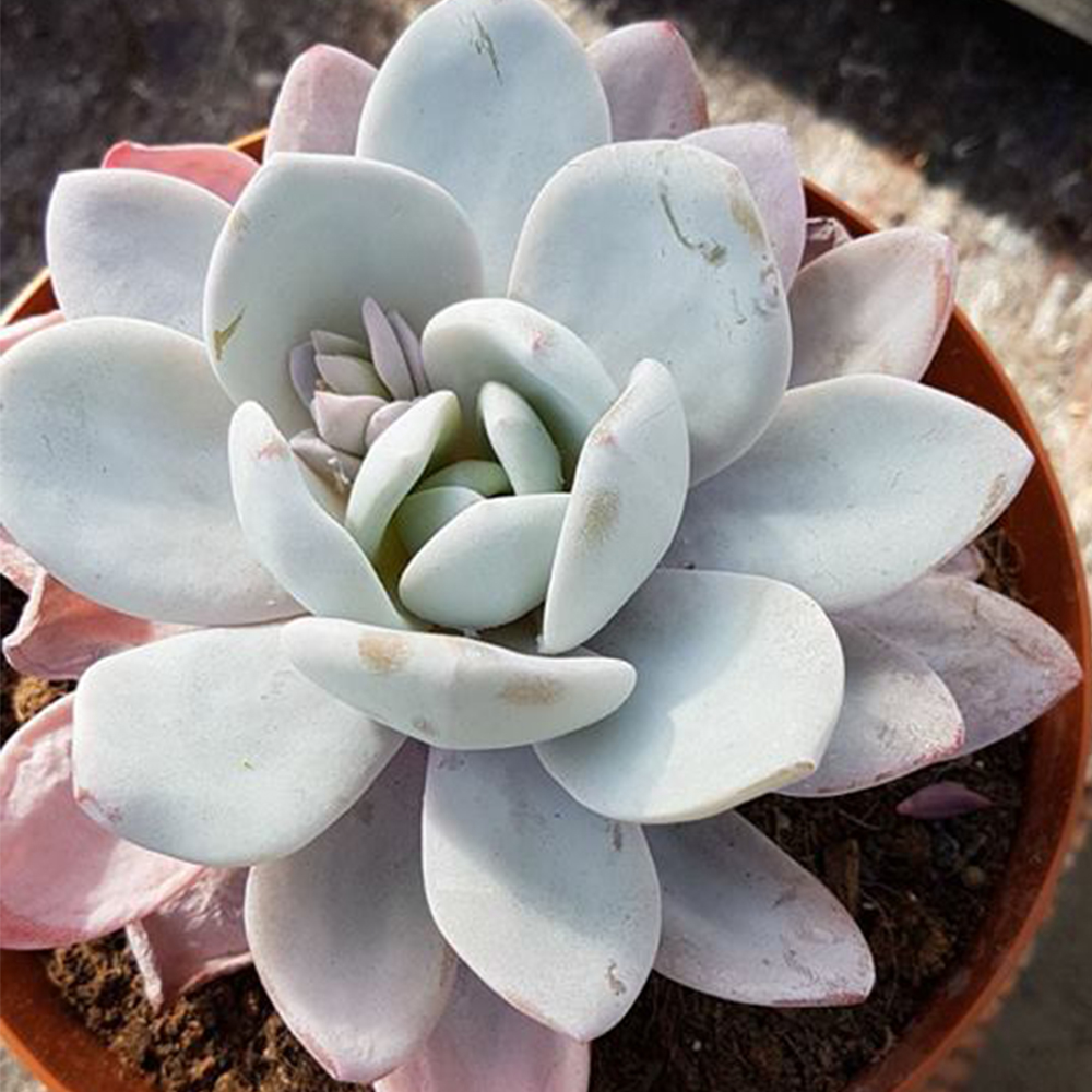 echeveria