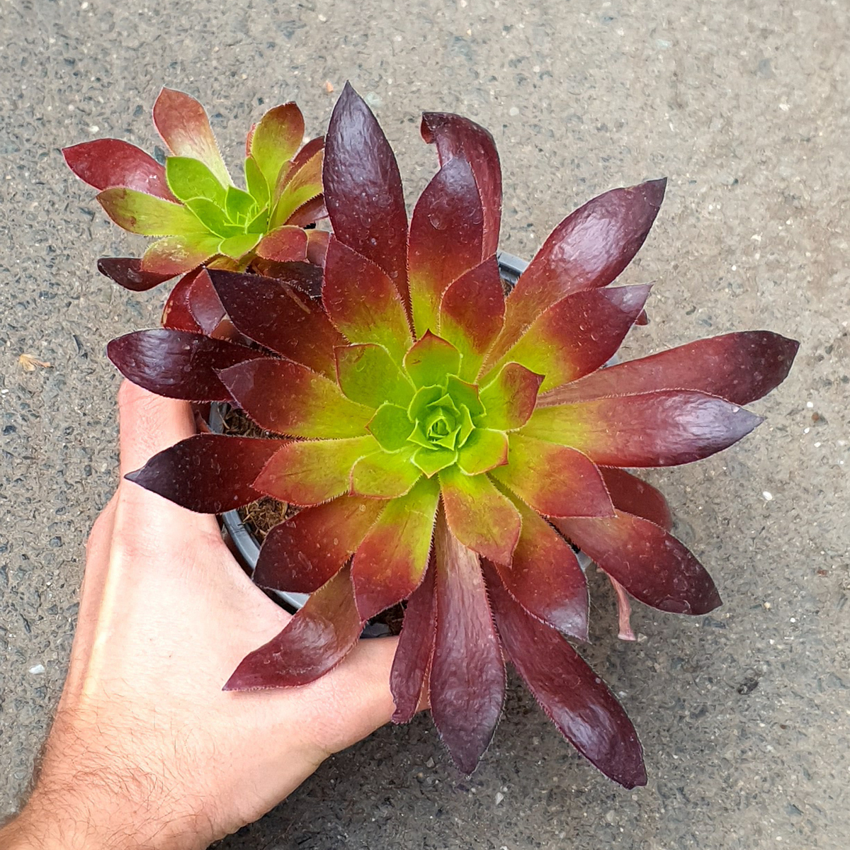 AEONIUM BLACK MAGIC