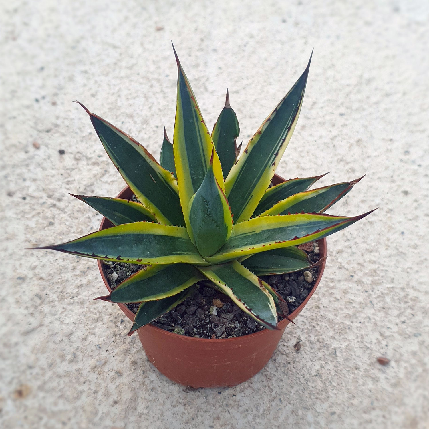 Agave 'Sun Glow' 94