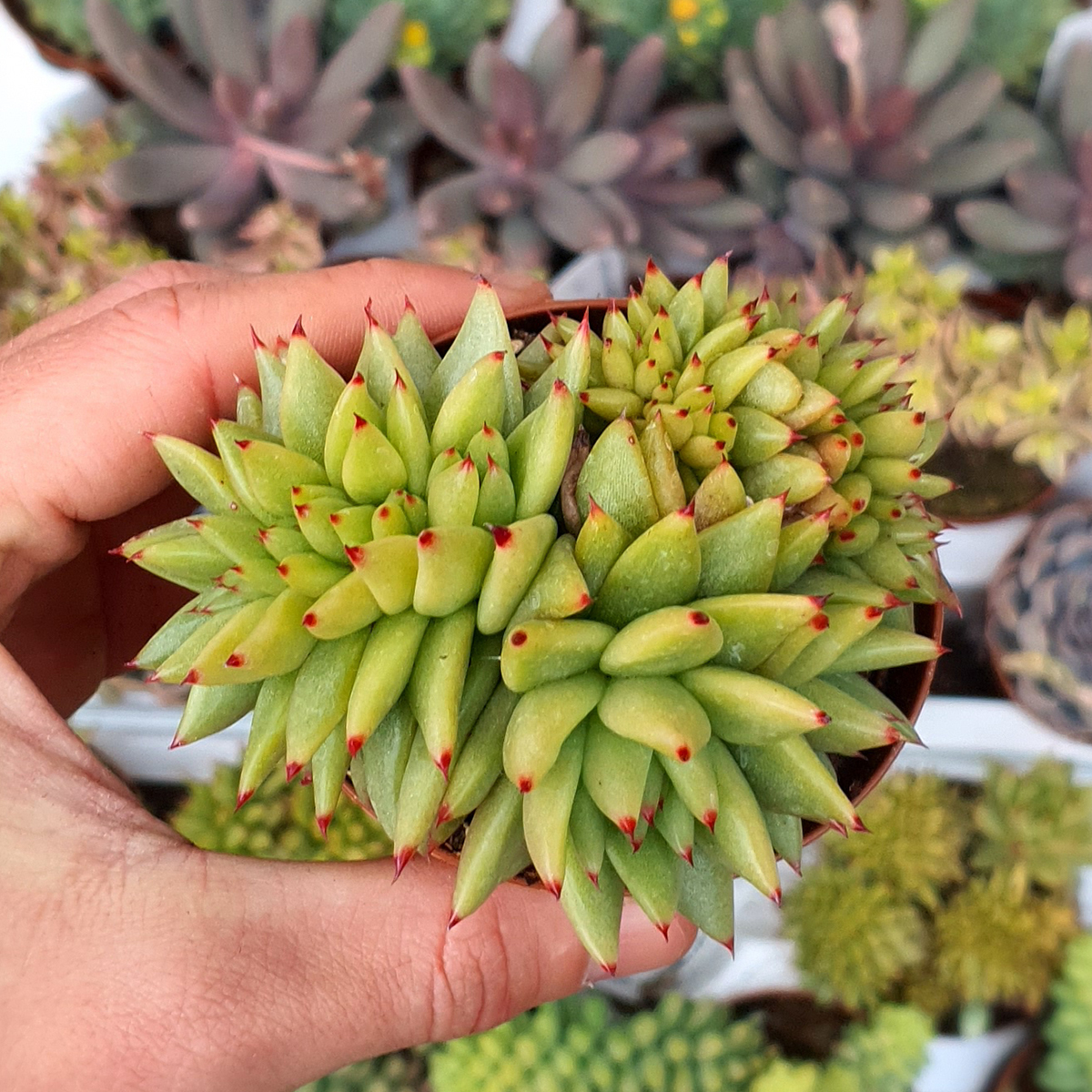 ECHEVERIA AGAVOIDES CRISTATA