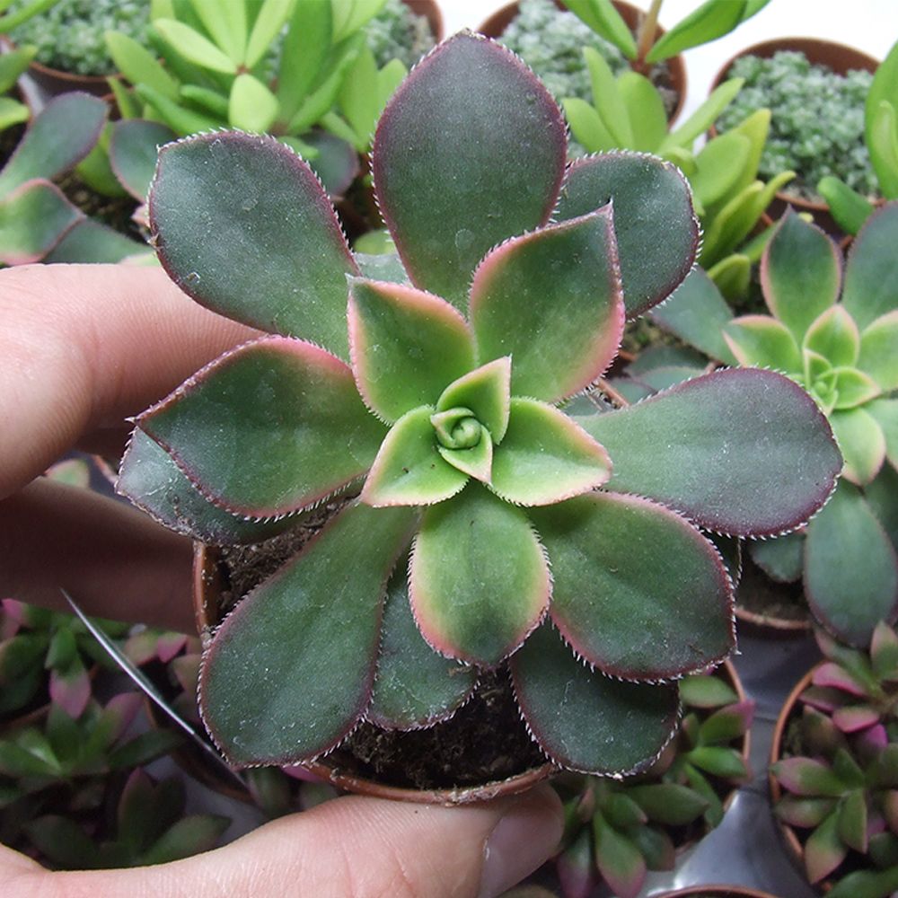 AEONIUM HAWORTHII DREAM COLOR, image , 4 image
