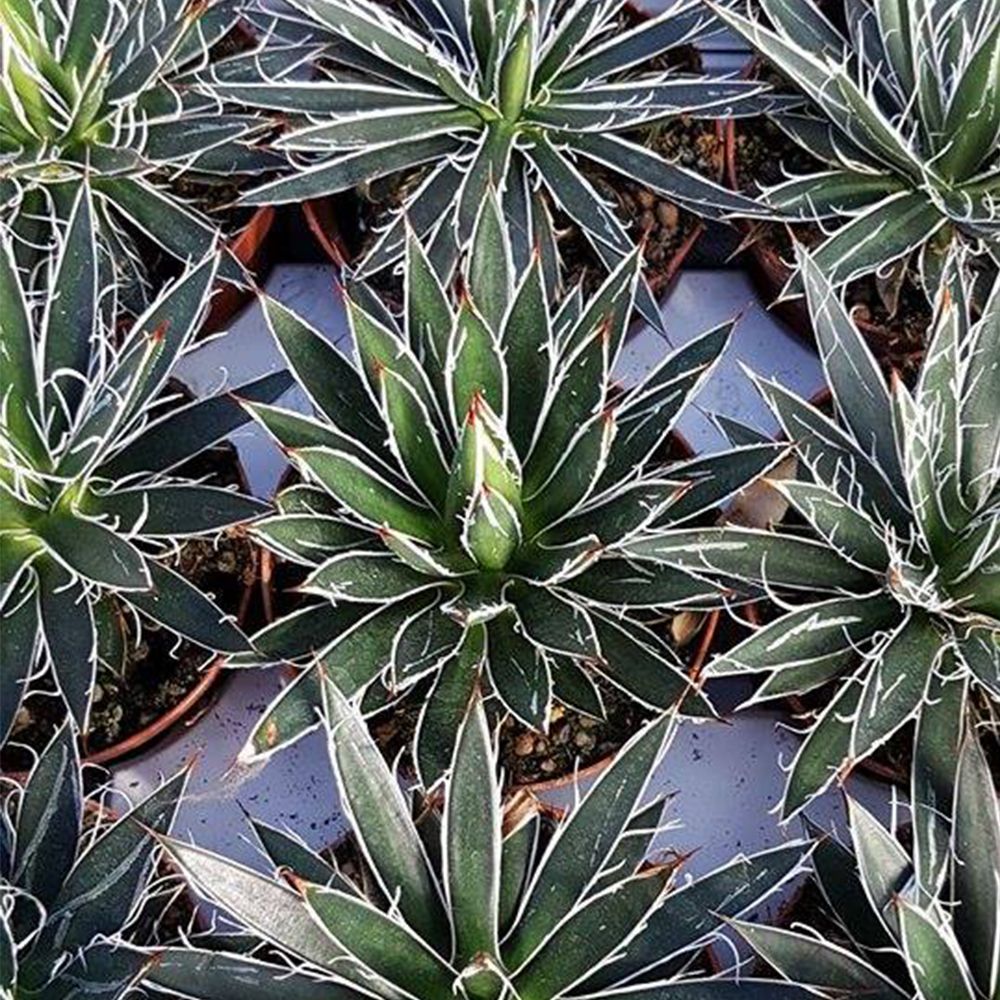 AGAVE FILIFERA, image 