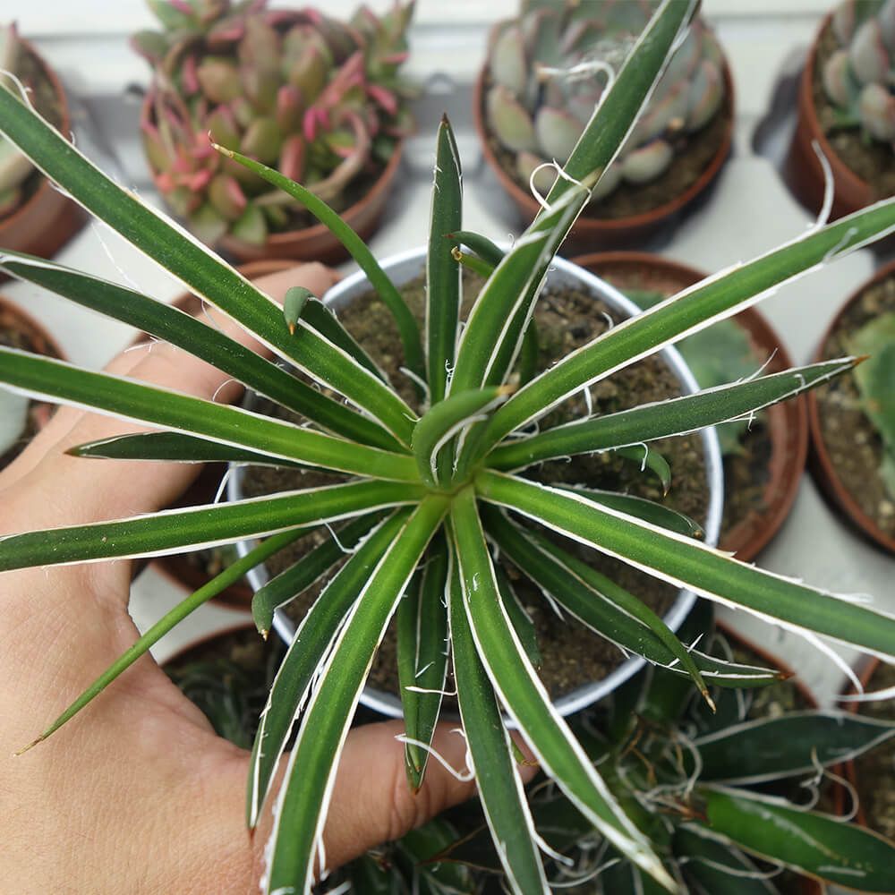 AGAVE GEMINIFLORA, image _ab__is.image_number.default
