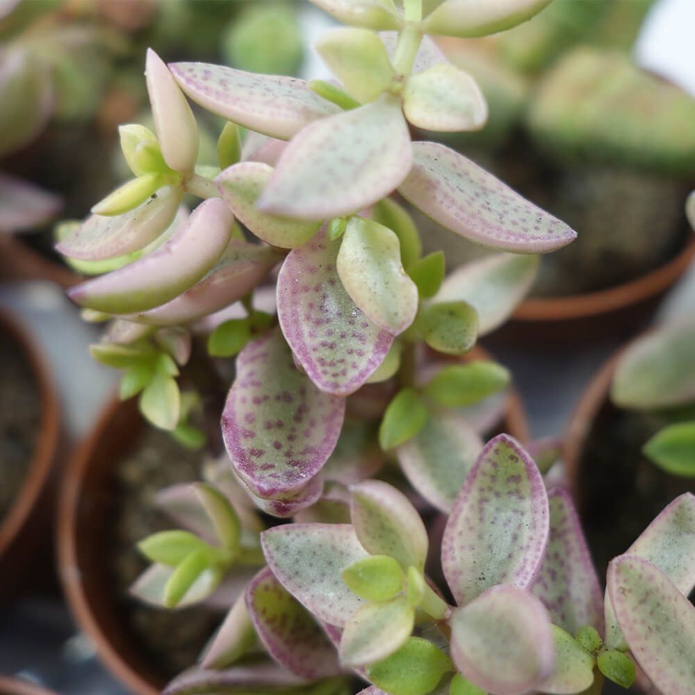 CRASSULA VOLKENSII F. VARIEGATA, image , 2 image