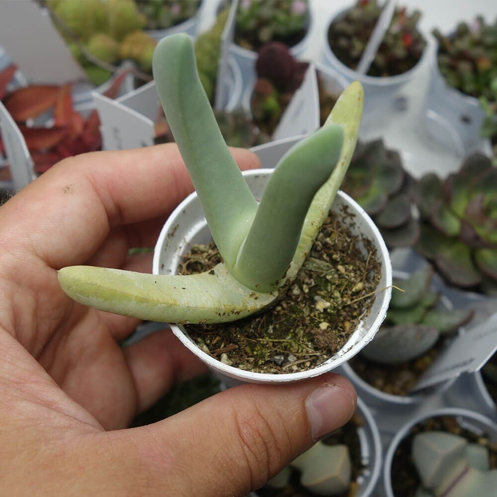 CHEIRIDOPSIS DENTICULATA, image 