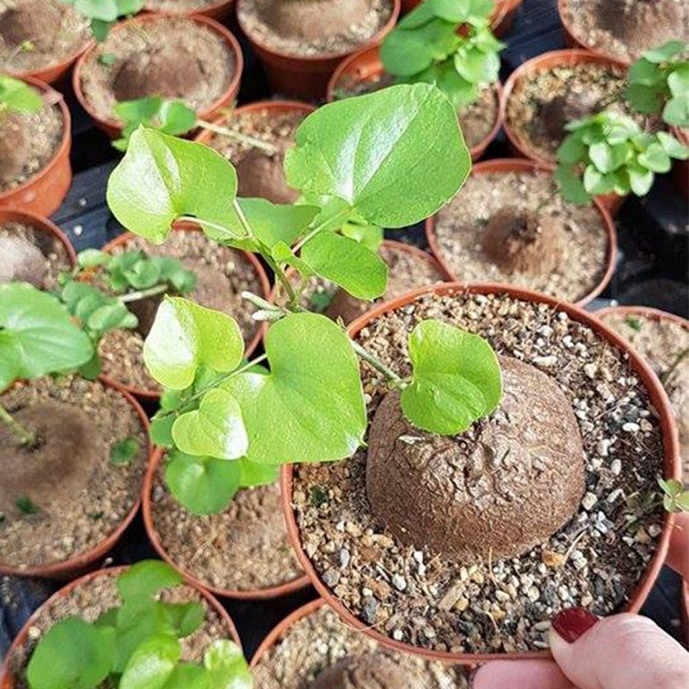 DIOSCOREA ELEPHANTIPES, image _ab__is.image_number.default
