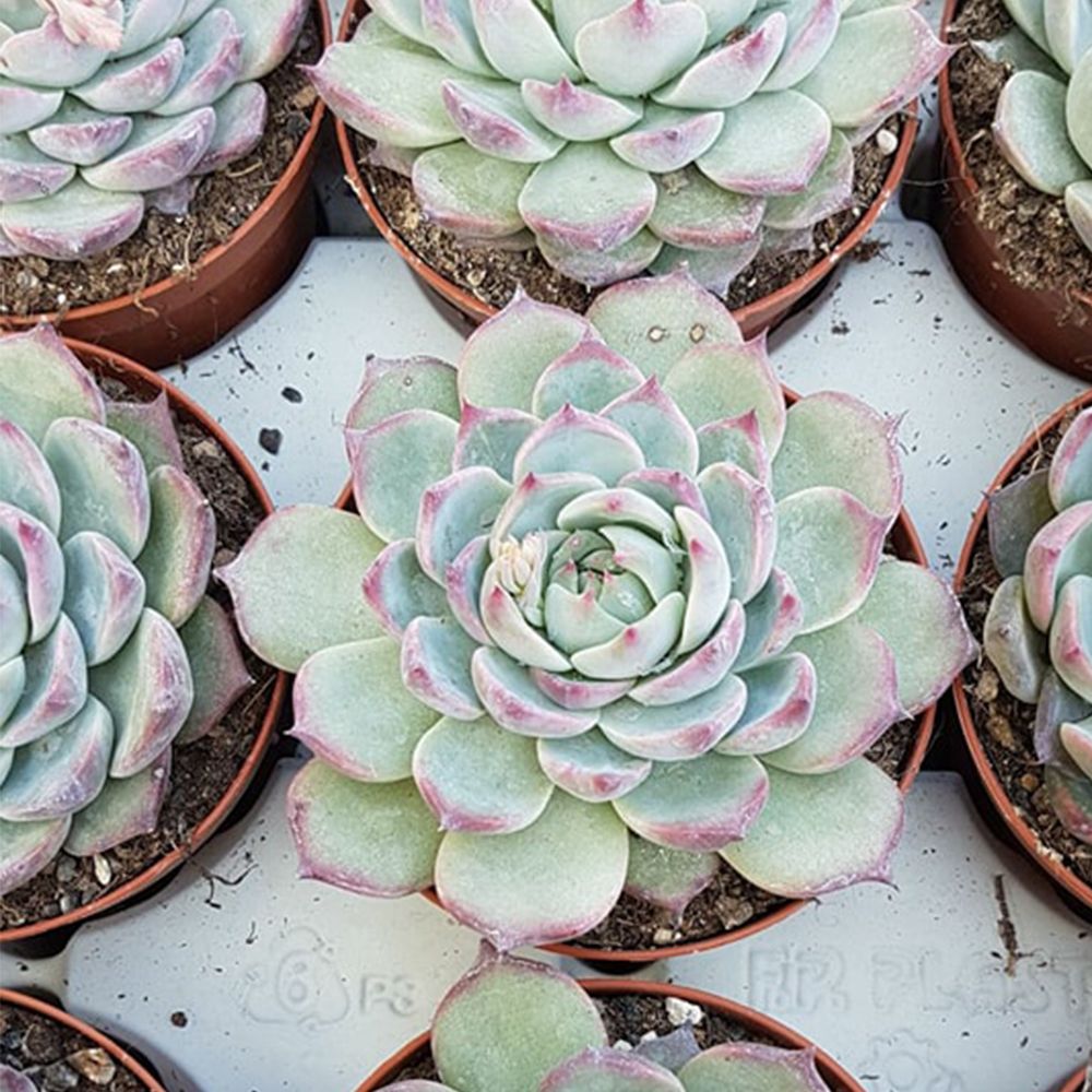 ECHEVERIA CHIHUAHUAENSIS, image _ab__is.image_number.default