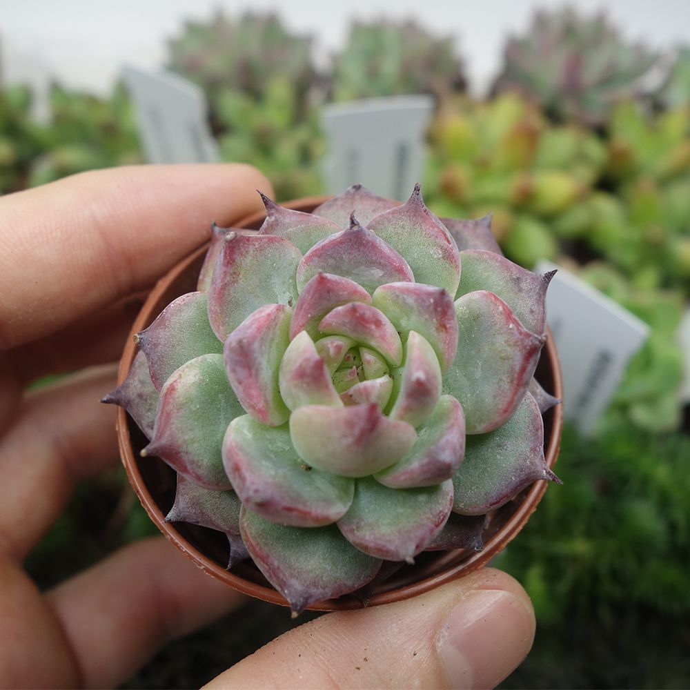 ECHEVERIA CHIHUAHUENSIS, image , 4 image