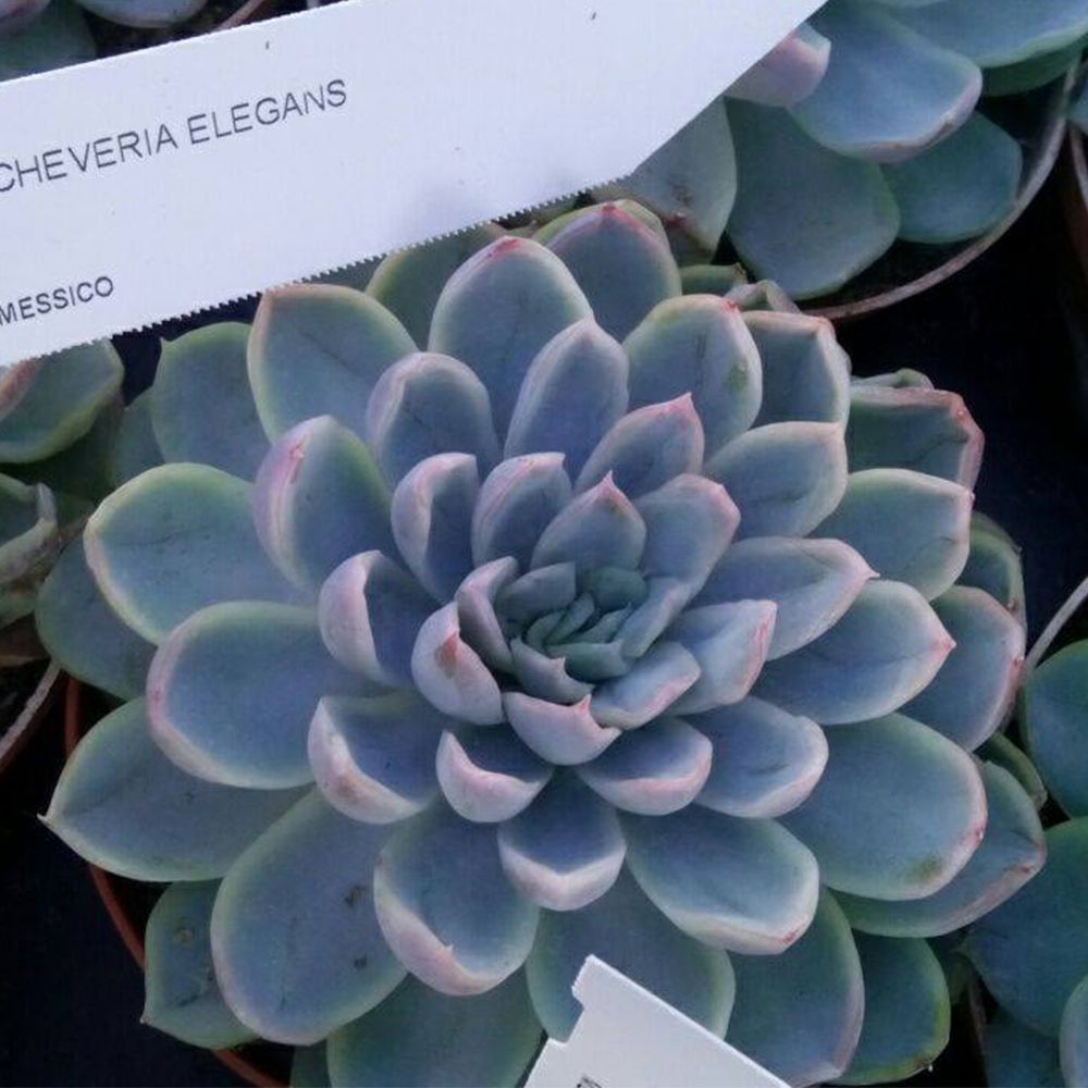 ECHEVERIA ELEGANS, image , 2 image