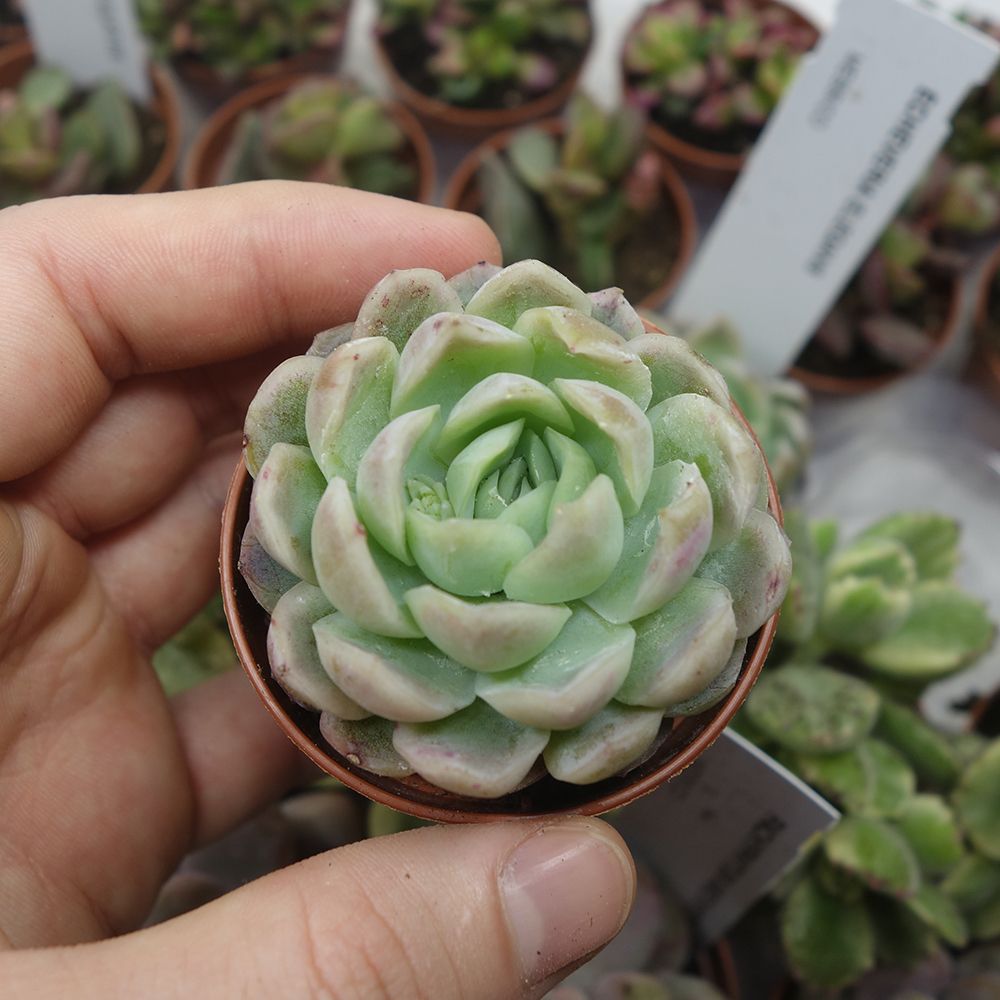 ECHEVERIA ELEGANS, image , 6 image