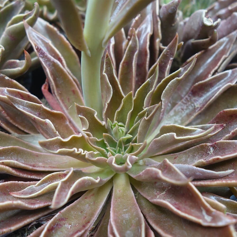 ECHEVERIA LUTEA, image , 2 image