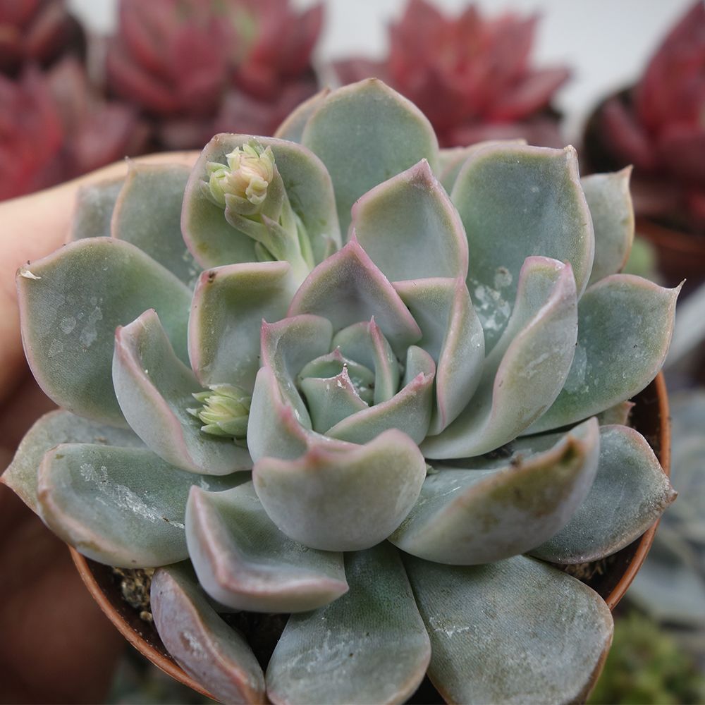 ECHEVERIA ORION, image , 3 image