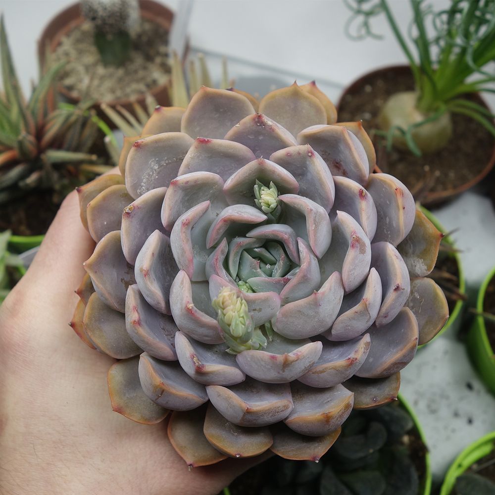 ECHEVERIA ORION, image , 2 image