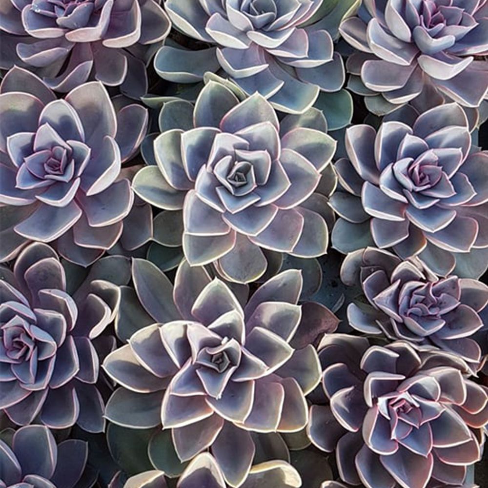 ECHEVERIA PERLE VON NURNBERG, image _ab__is.image_number.default