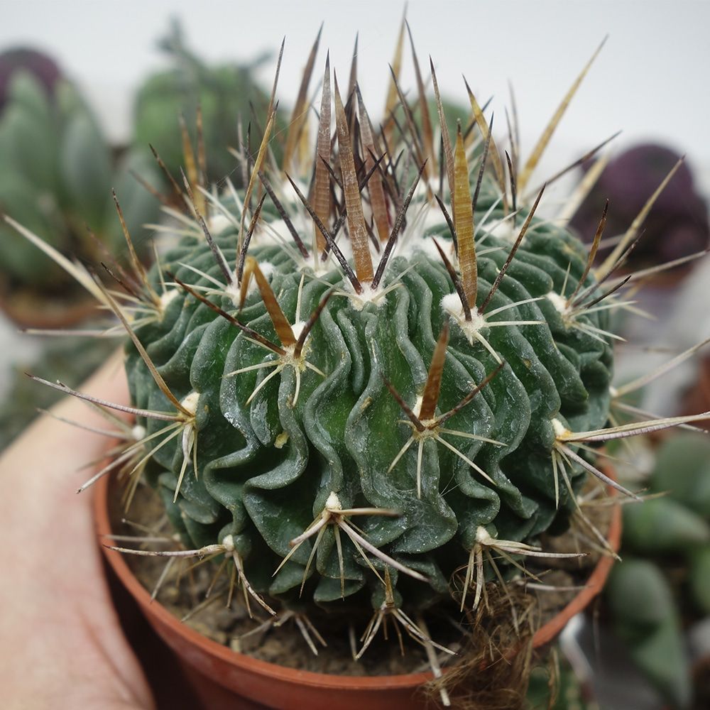 ECHINOFOSSULOCACTUS MULTICOSTATUS, image _ab__is.image_number.default