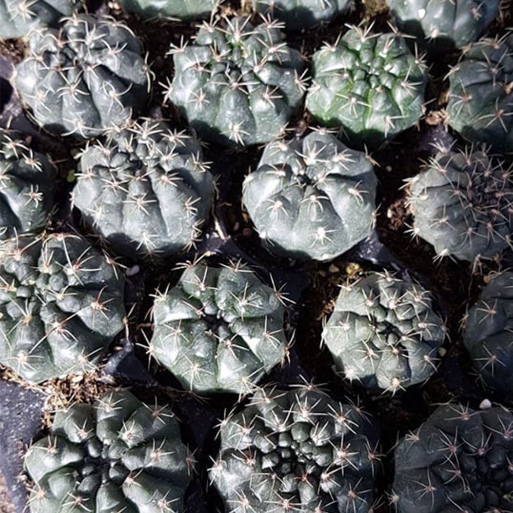 GYMNOCALYCIUM BALDIANUM, image 
