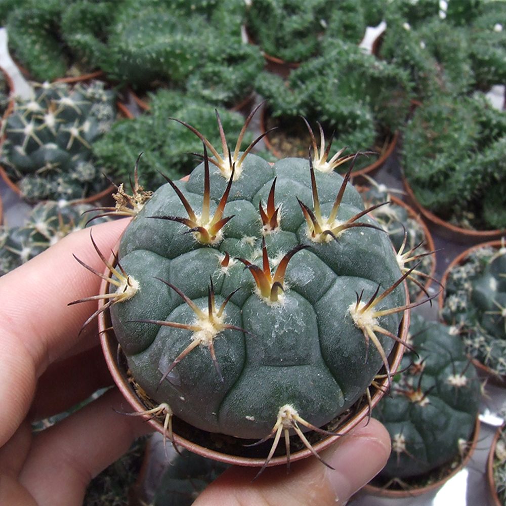 GYMNOCALYCIUM SAGLIONIS, image , 4 image