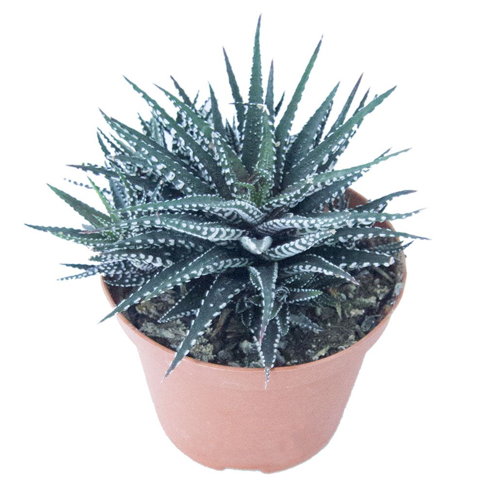 HAWORTHIA FASCIATA BIG BAND, image , 3 image