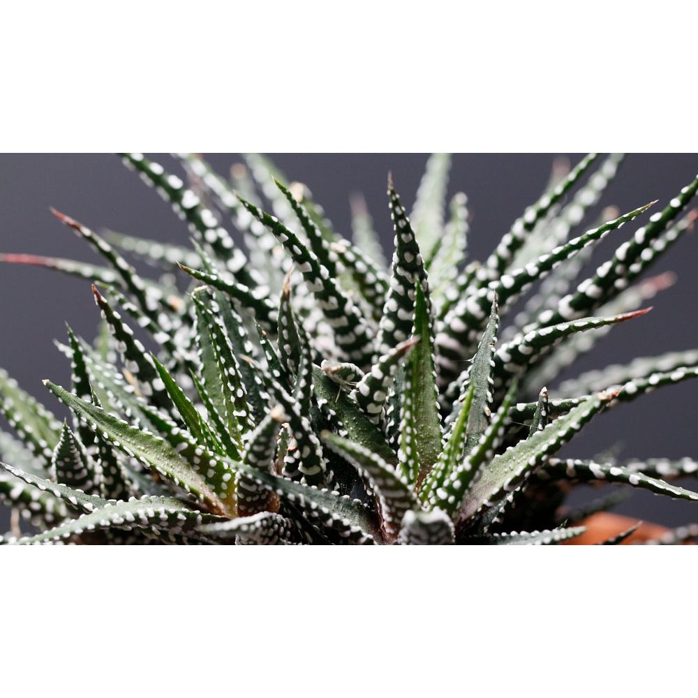 HAWORTHIA FASCIATA BIG BAND, image , 2 image
