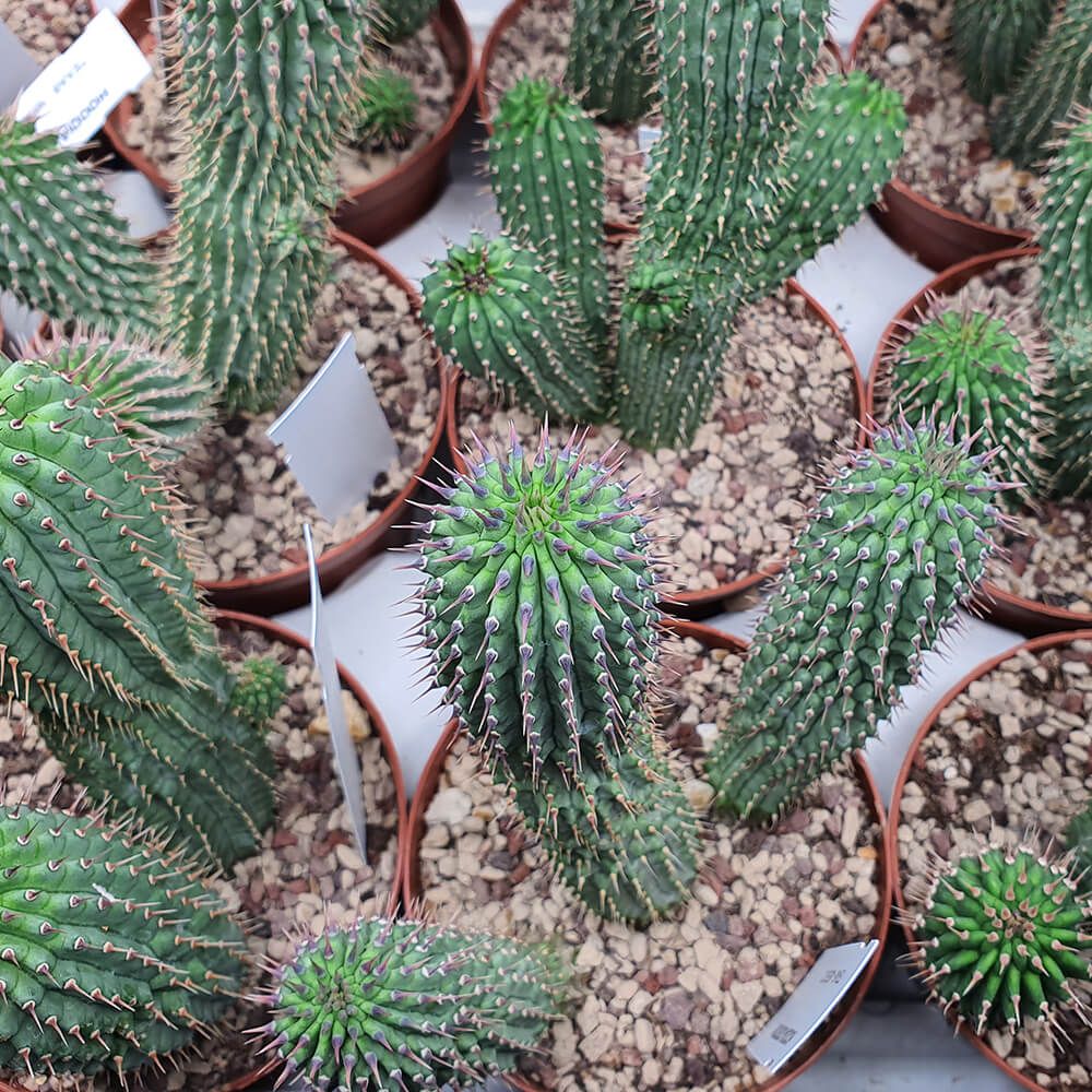 HOODIA GORDONII, image , 2 image