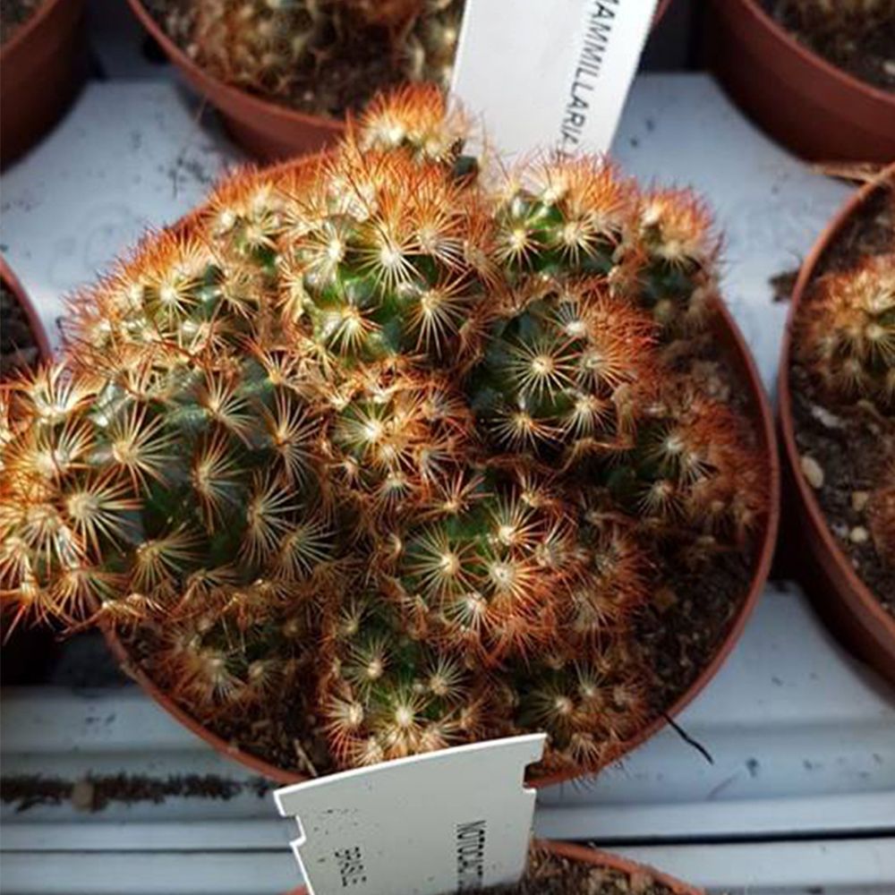 MAMMILLARIA ELONGATA COPPER KING, image 