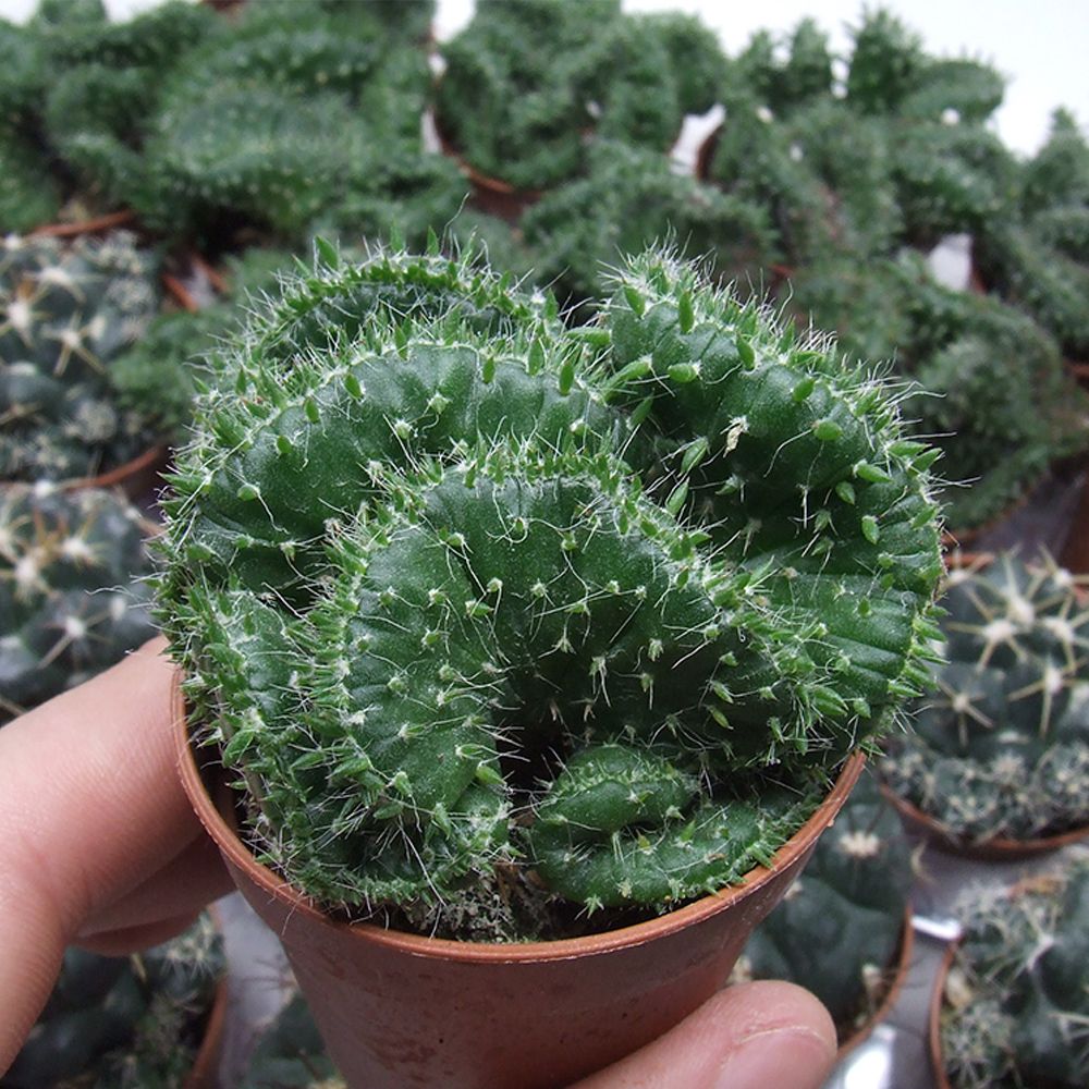 OPUNTIA SUBULATA CRISTATA, image 