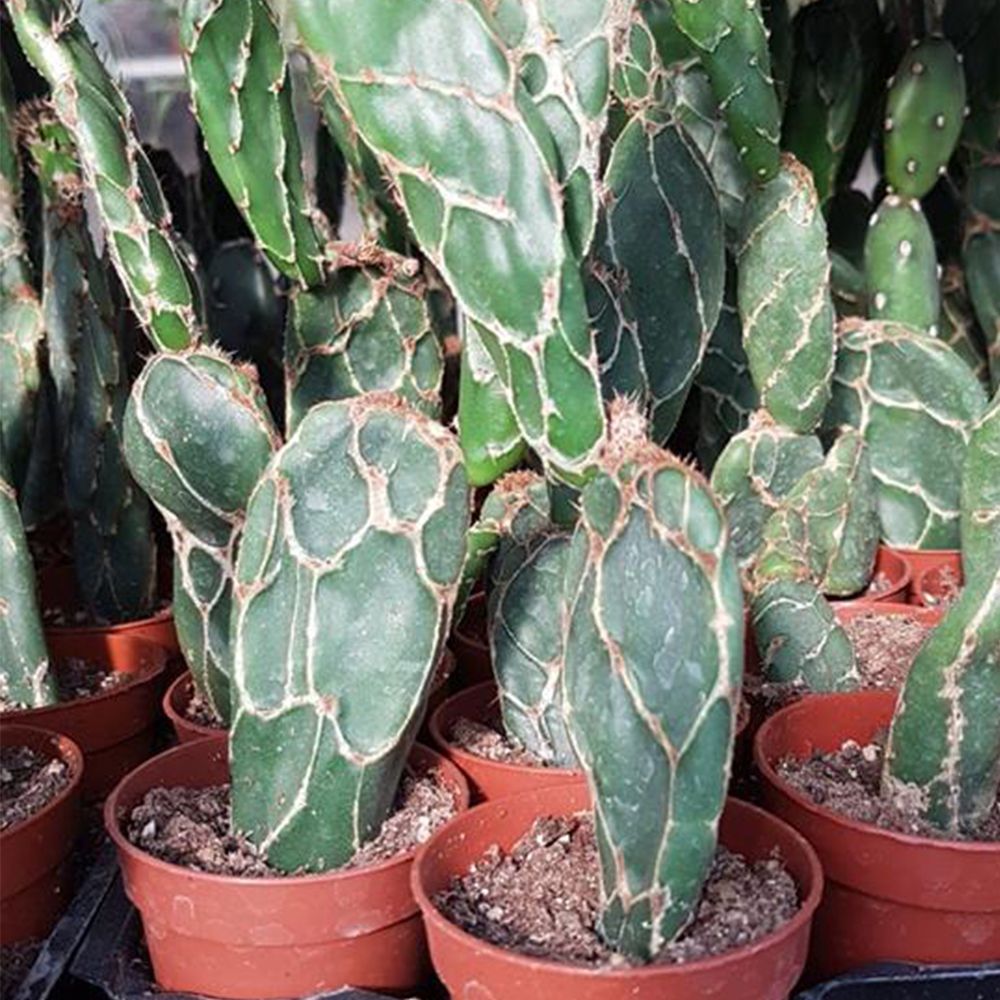 OPUNTIA ZEBRINA RETICULATA, image , 2 image
