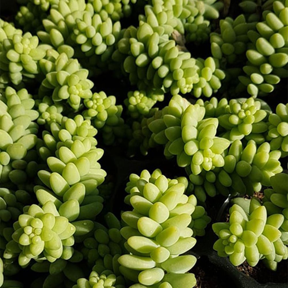 SEDUM BURRITO, image , 5 image