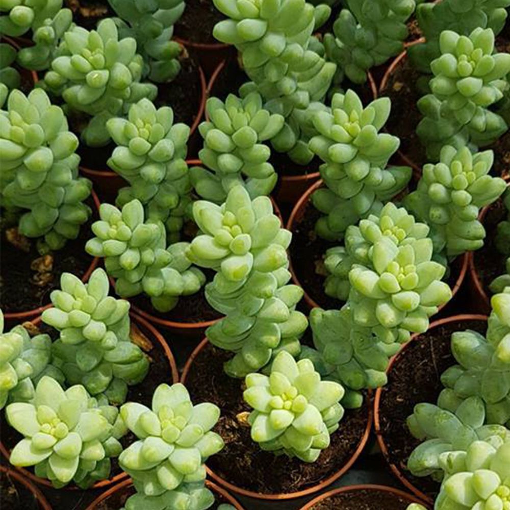 SEDUM BURRITO, image , 4 image