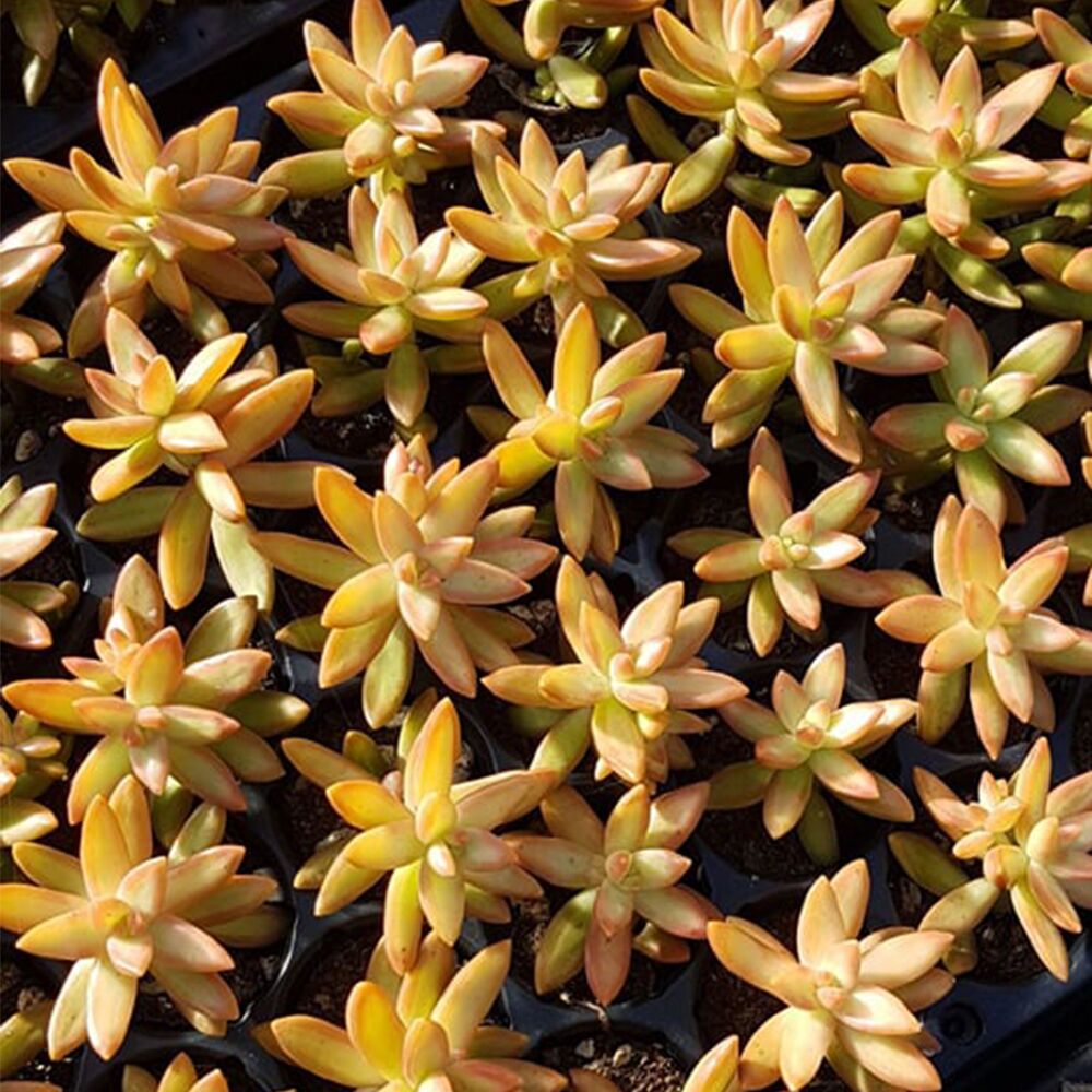 SEDUM NUSSBAUMERIANUM, image , 5 image