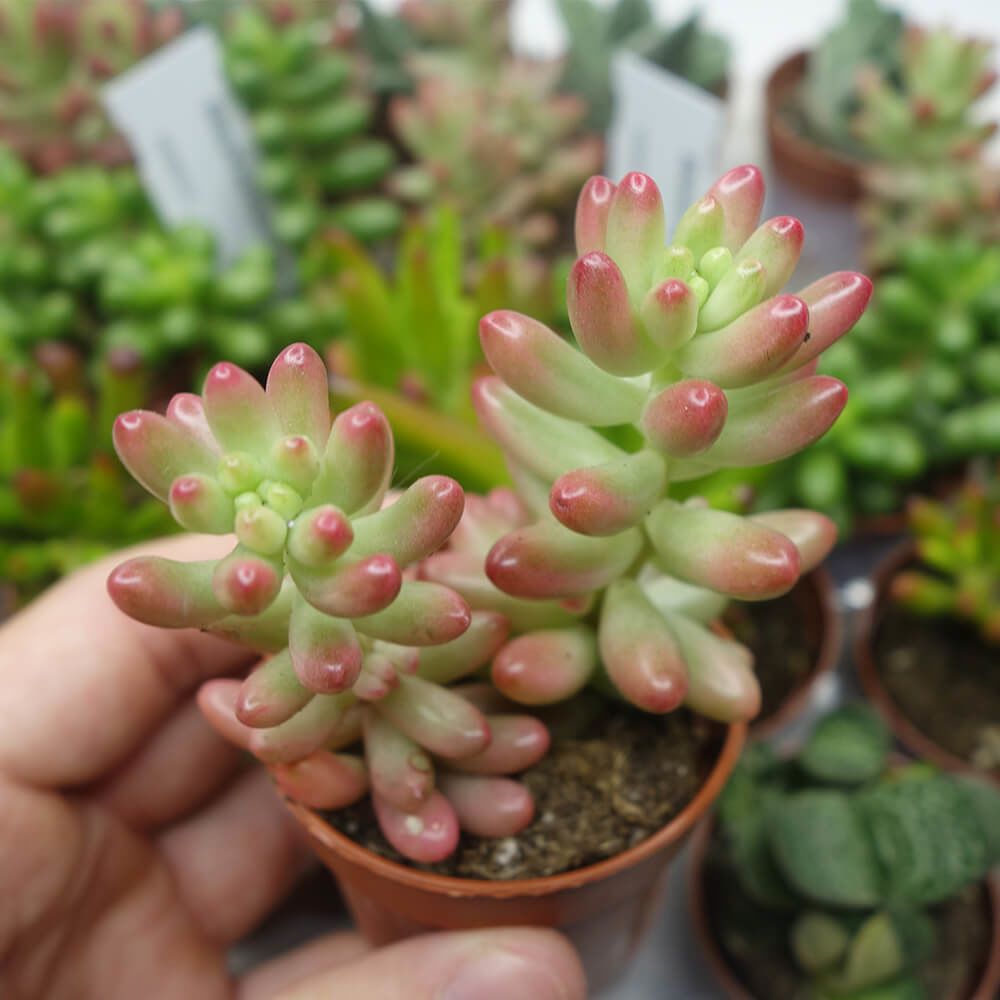 SEDUM RUBROTINCTUM AURORA, image _ab__is.image_number.default