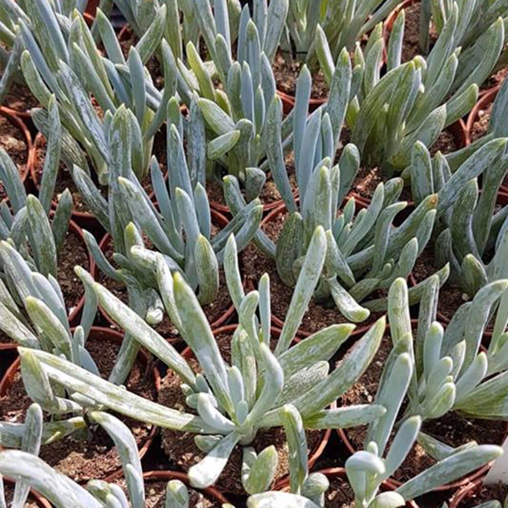 SENECIO FICOIDES, image , 3 image