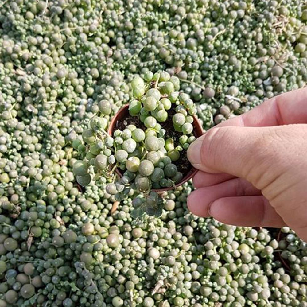 SENECIO ROWLEYANUS, image _ab__is.image_number.default