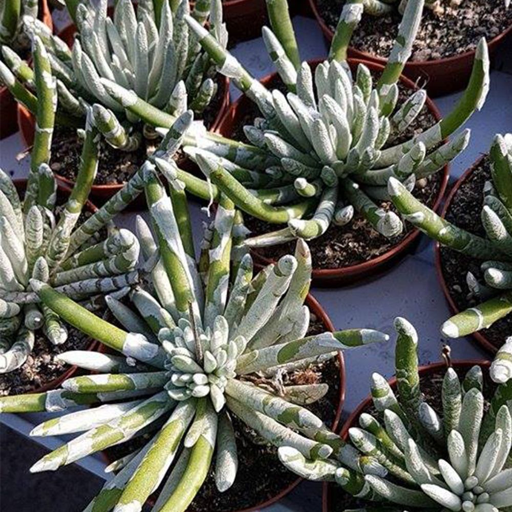 SENECIO SCAPOSUS, image _ab__is.image_number.default