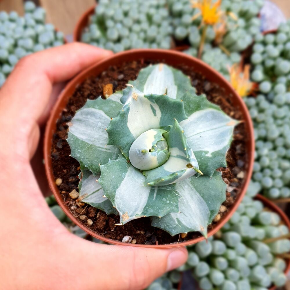 AGAVE POTATORUM VAR. VERSCHAFFELTII SHOJI- RAIJIN CV. MEDIOPICTA, image , 2 image