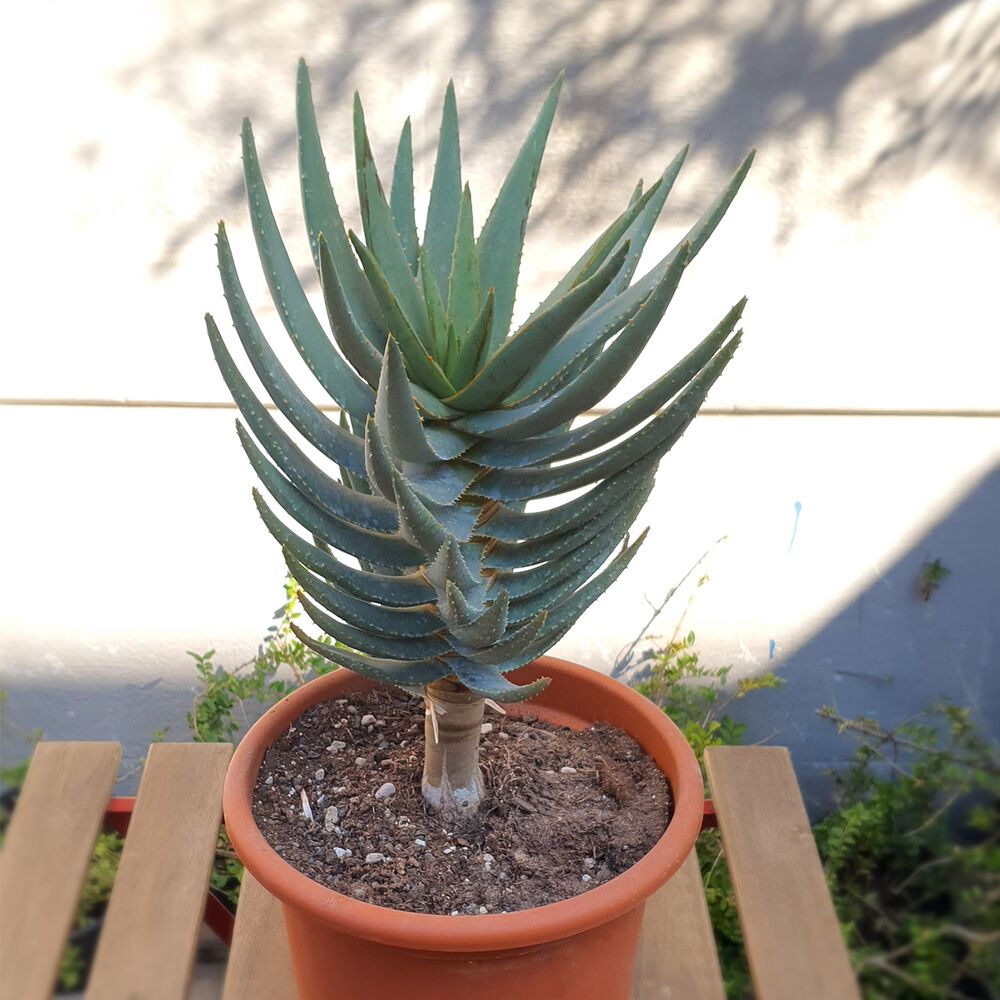ALOE DICHOTOMA, image 