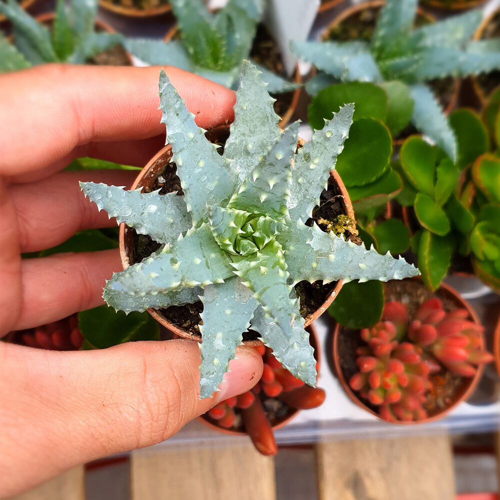 ALOE HUMILIS, image , 6 image