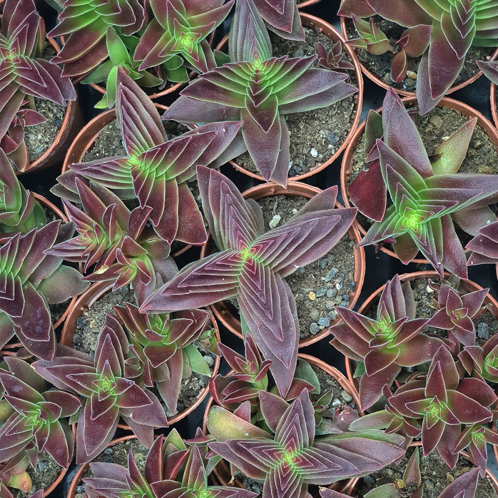 CRASSULA CAPITELLA SUBS. THYRSIFLORA, image _ab__is.image_number.default