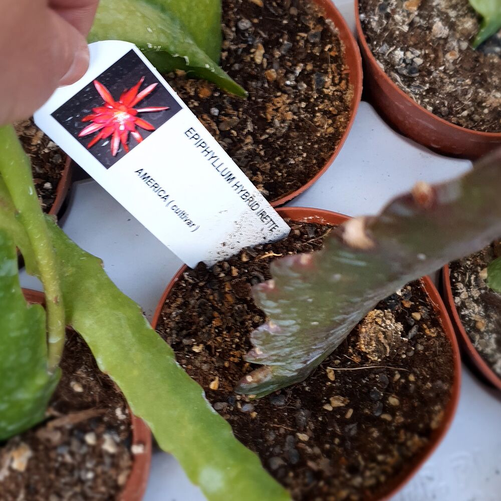 EPIPHYLLUM HYBRID IRETTE, image , 3 image