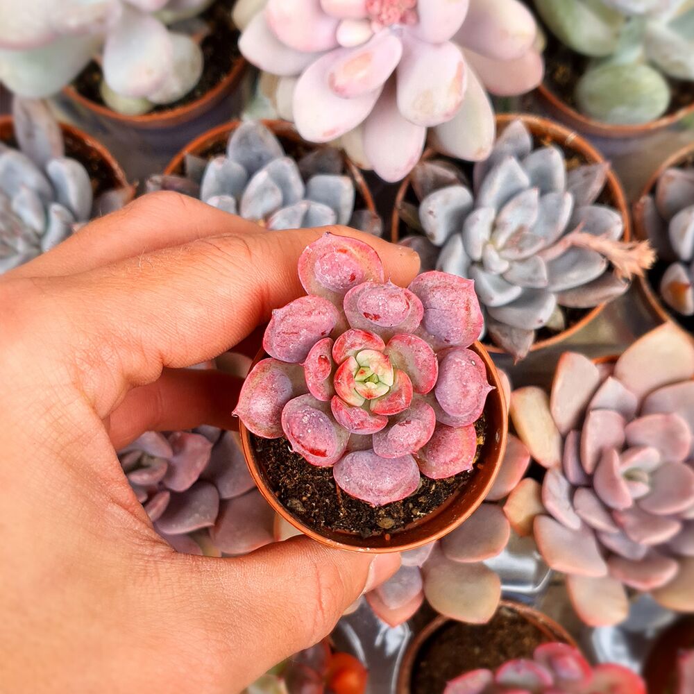 ECHEVERIA RAINDROPS, image _ab__is.image_number.default