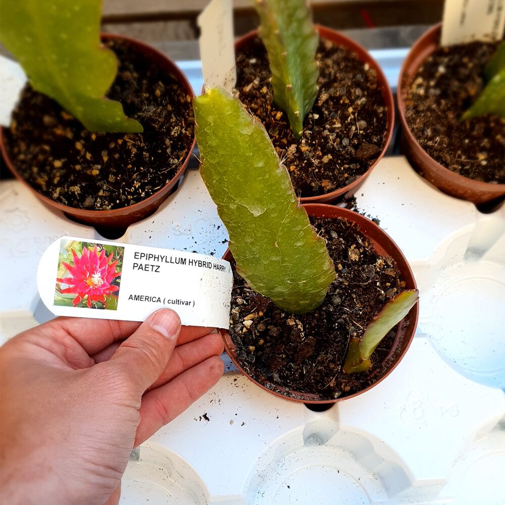 EPIPHYLLUM HYBRID HARRY PAETZ, image _ab__is.image_number.default