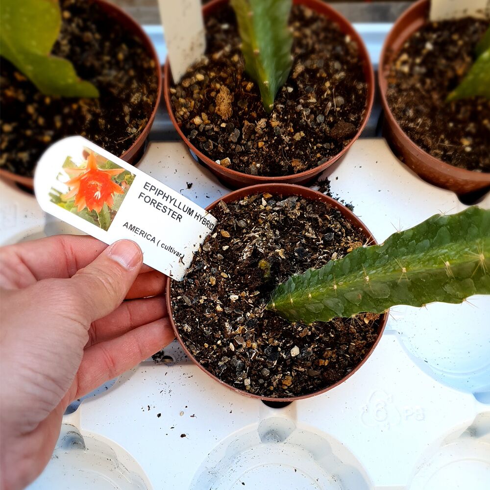 EPIPHYLLUM HYBRID KATE FORESTER, image 