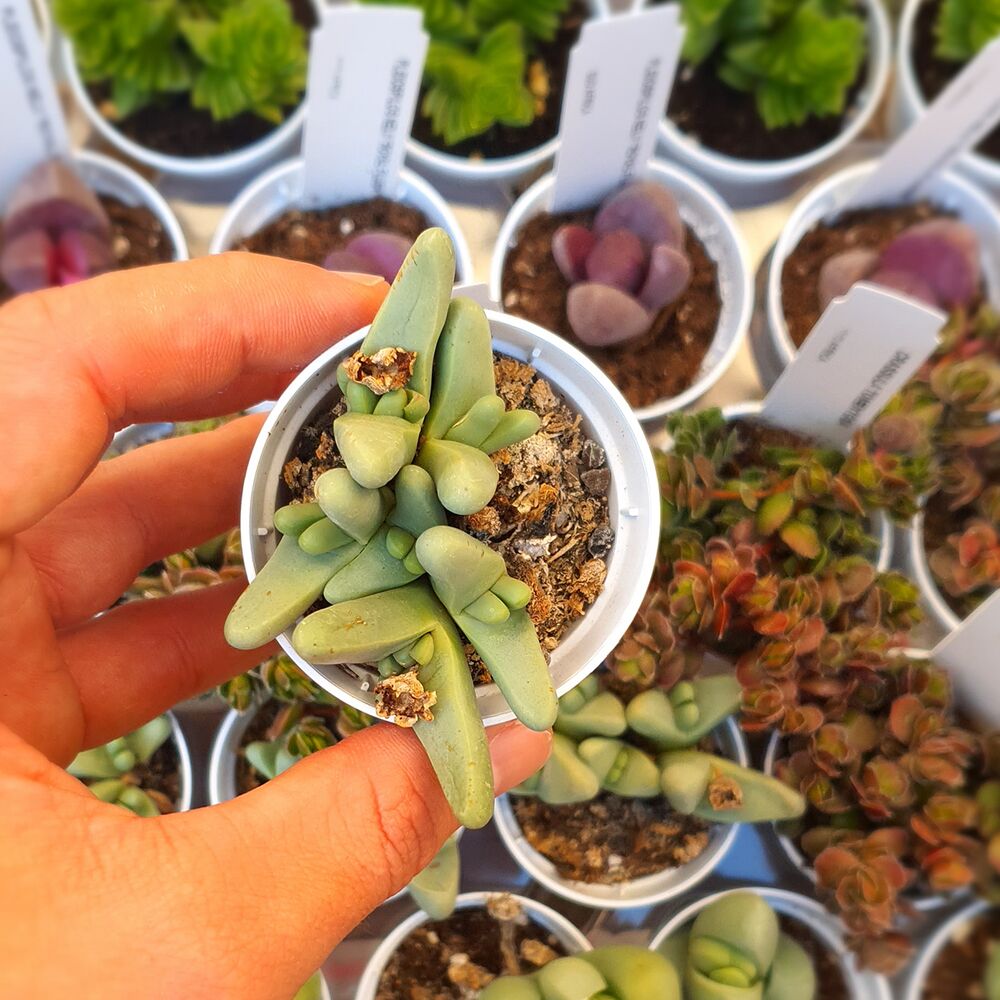 GIBBAEUM HAAGEI, image 