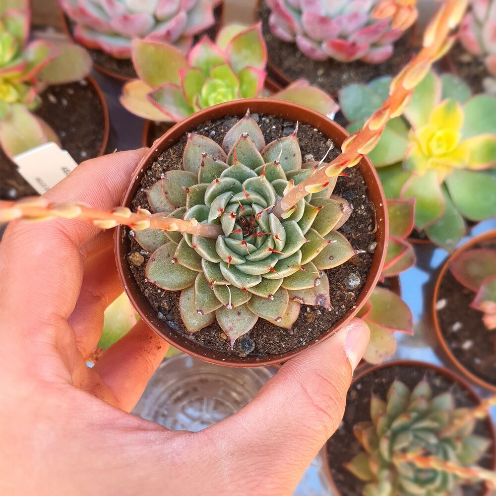 GRAPTOPETALUM FILIFERUM, image 