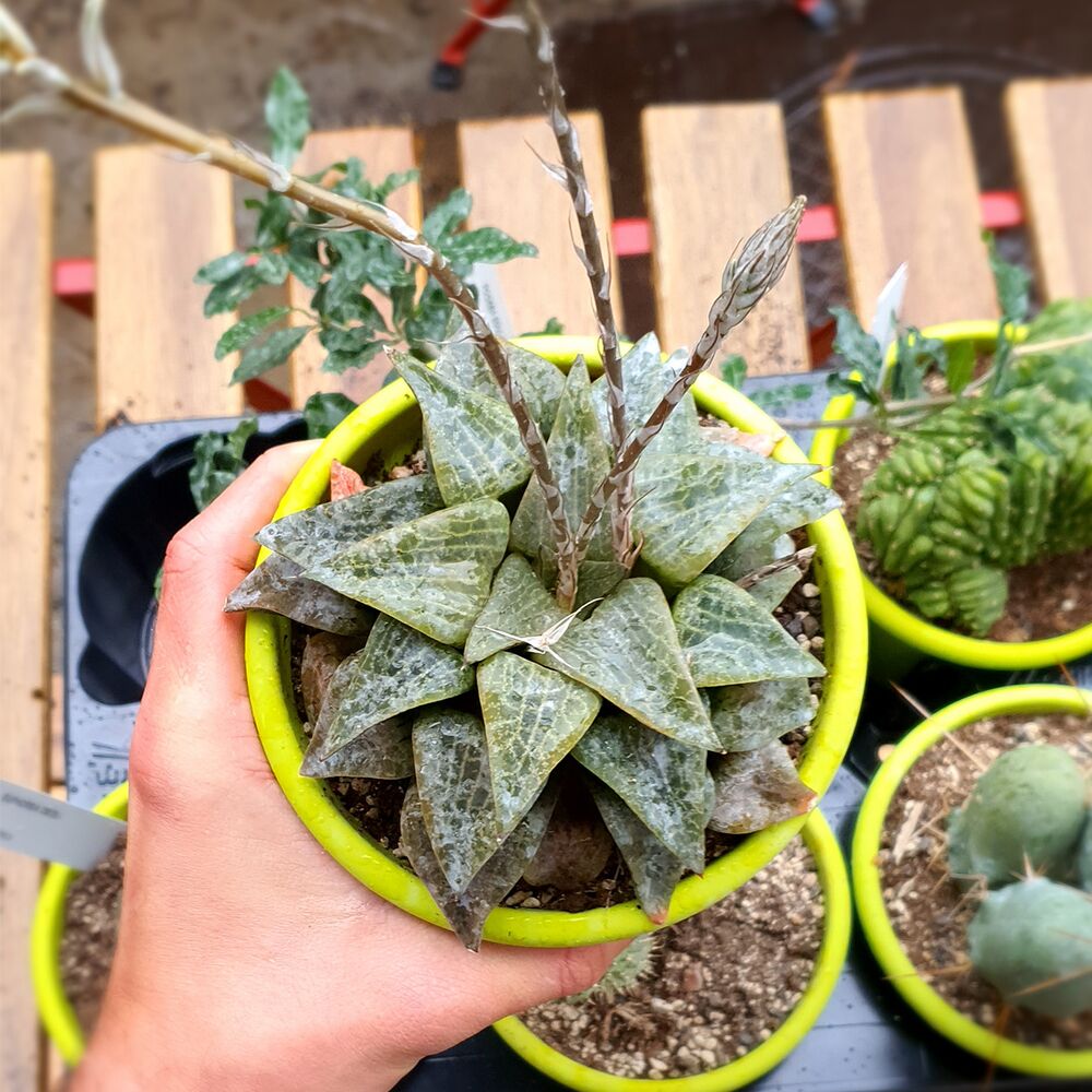 HAWORTHIA RETUSA, image 