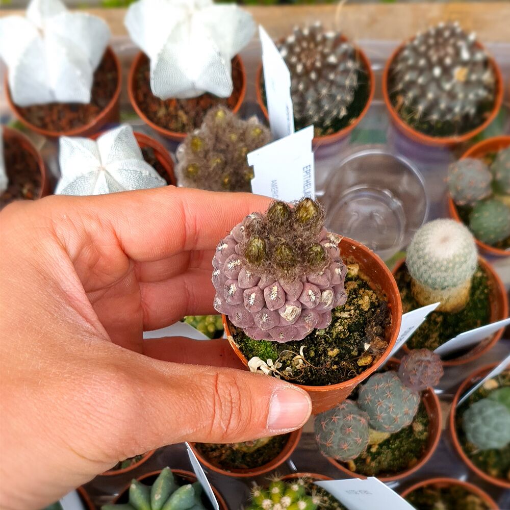 NEOCHILENIA NAPINA, image _ab__is.image_number.default