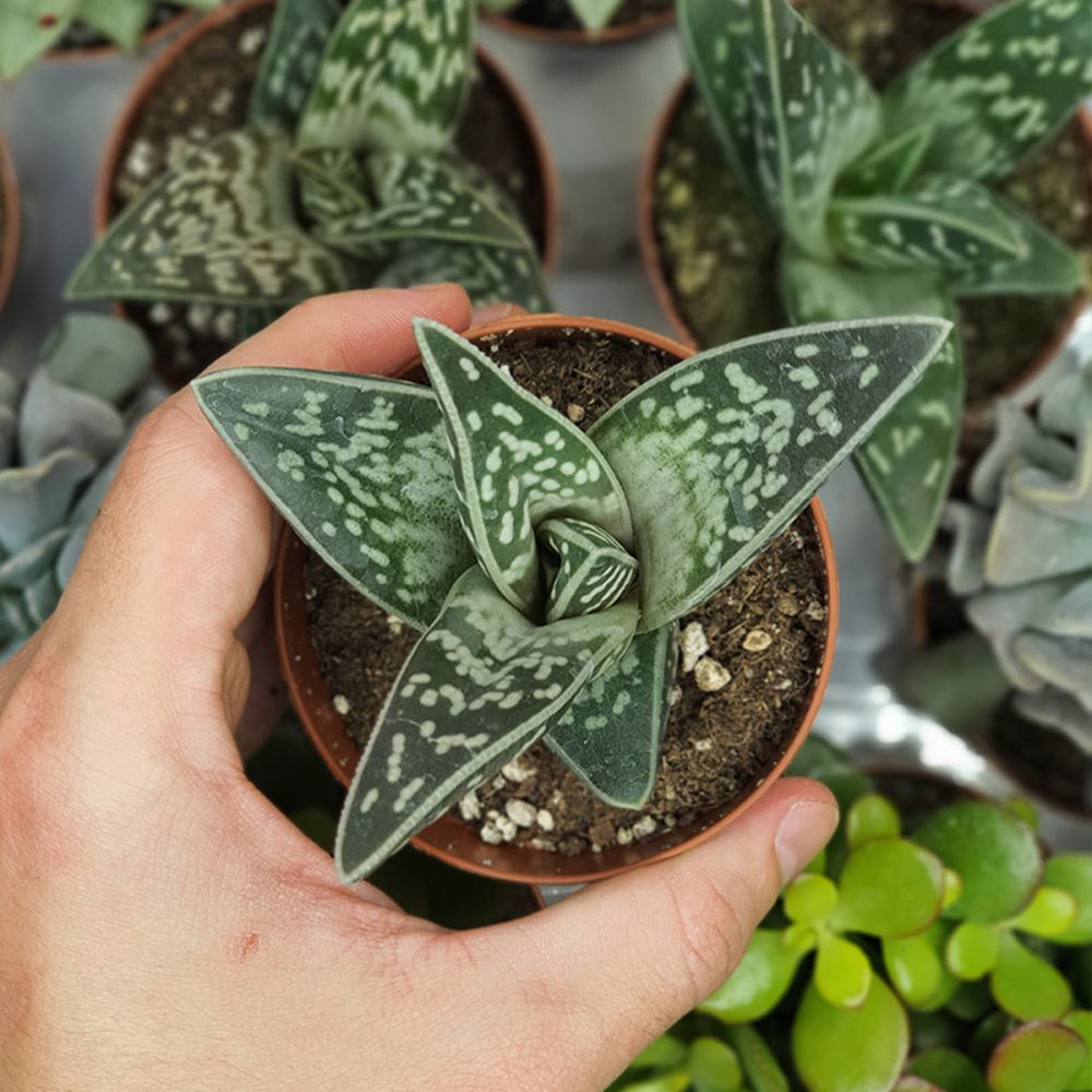 ALOE VARIEGATA, image 