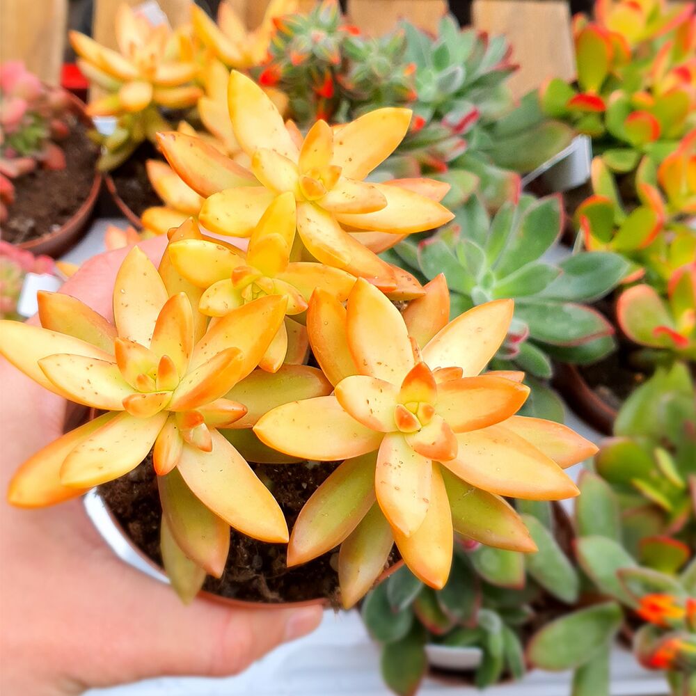 SEDUM NUSSBAUMERIANUM, image 