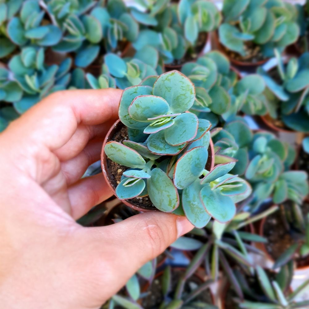 SEDUM SIEBOLDII, image 